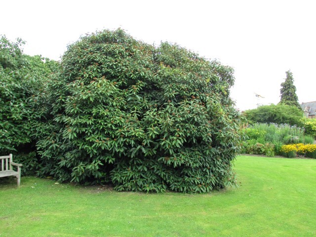 Leatherleaf Viburnum shrub